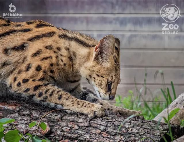 Serval stepní