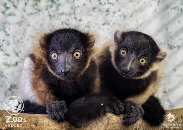 Lemur vari