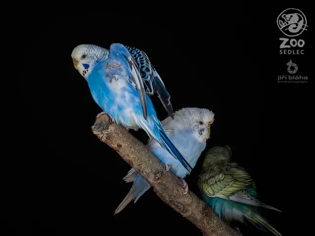 Budgerigar
