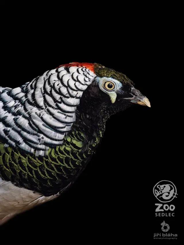Lady Amherst’s pheasant