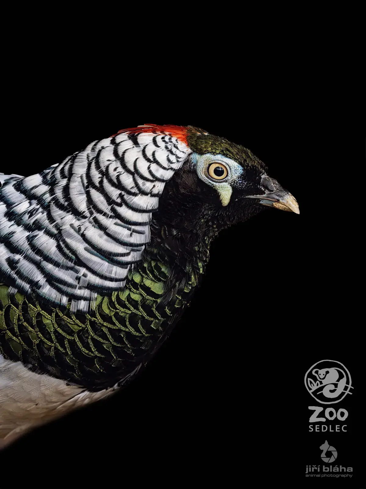 Bažant diamantový v ZOO Sedlec