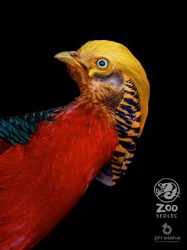 Golden pheasant