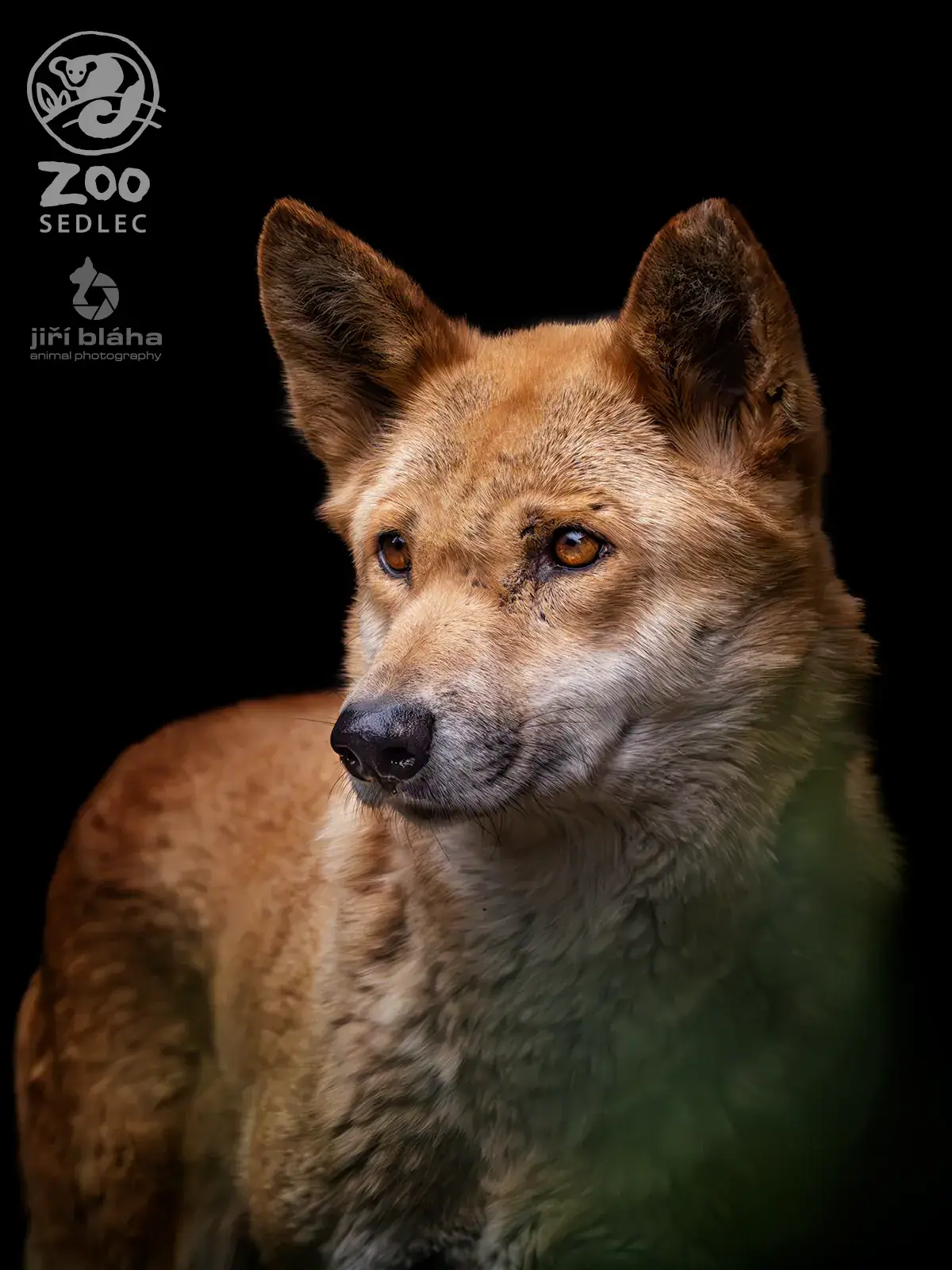 Dingo v ZOO Sedlec