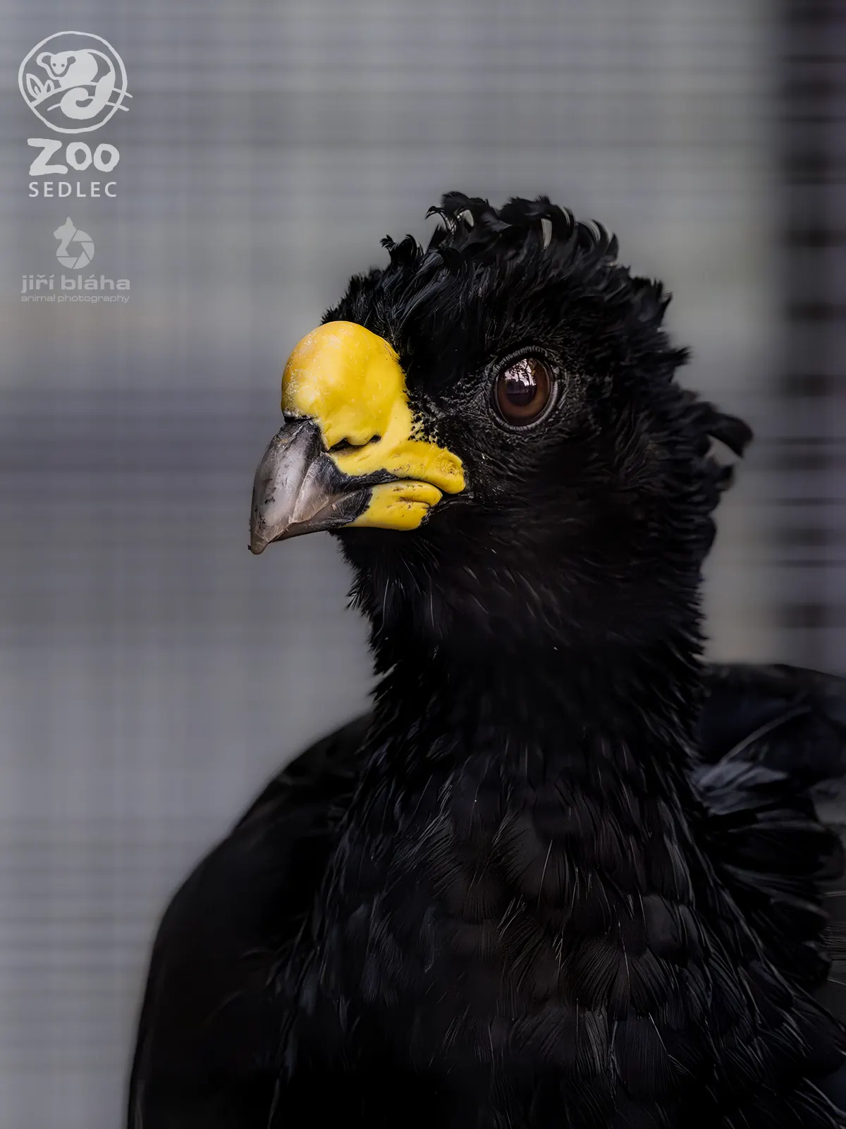 Tuberkelhokko im ZOO Sedlec