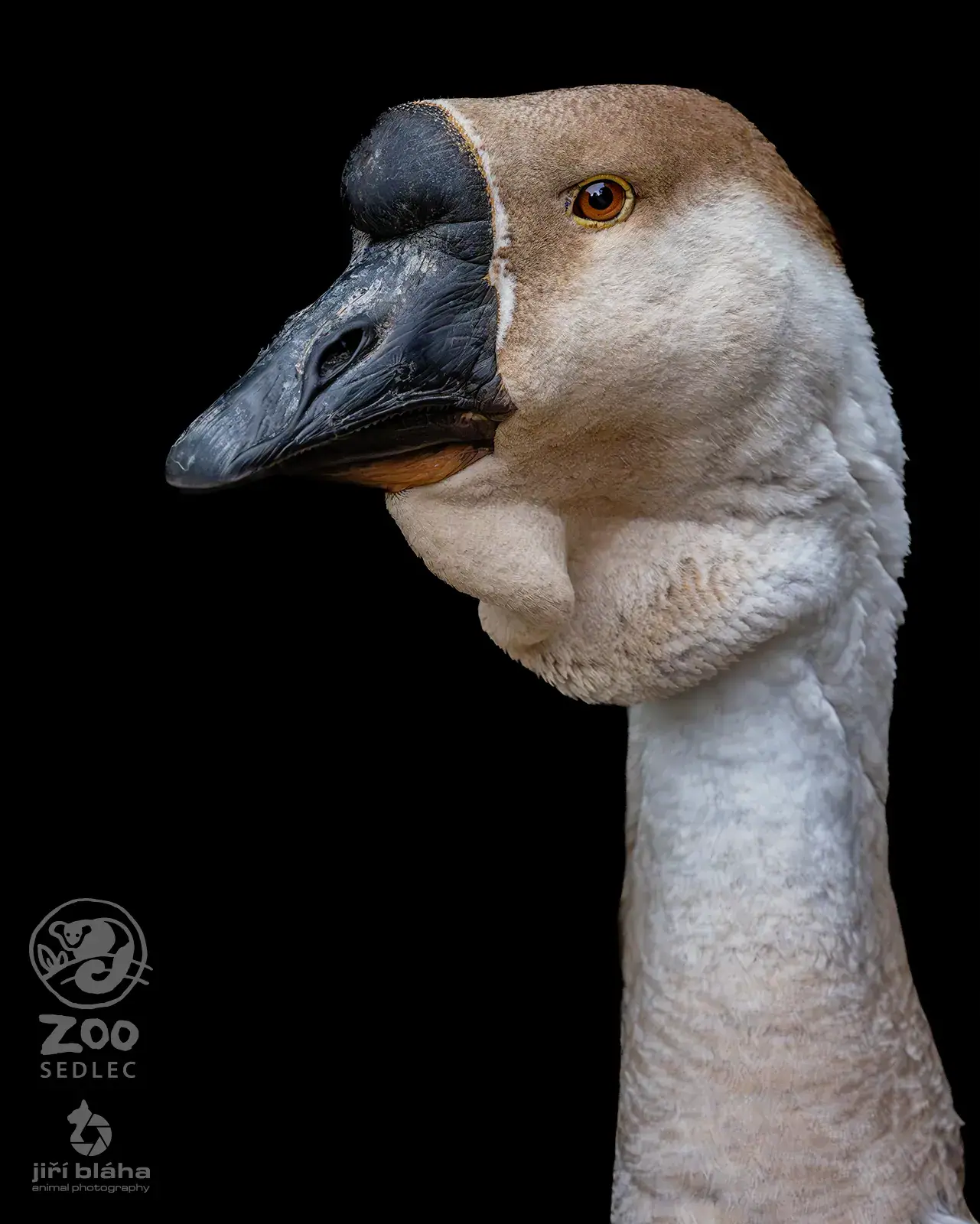 Husa domácí v ZOO Sedlec
