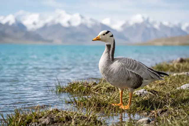 Bar-headed goose