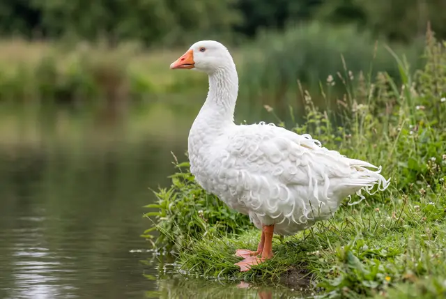 Sebastopol goose