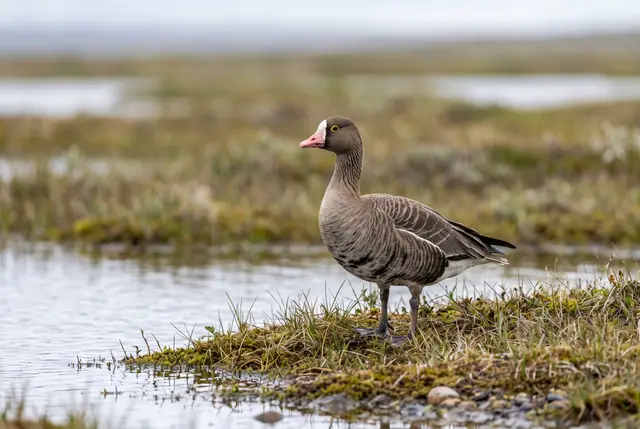 Lesser white-fronted goose