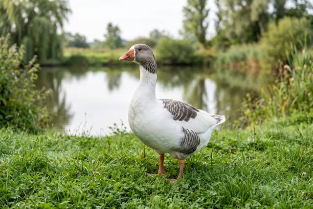 Pomeranian goose