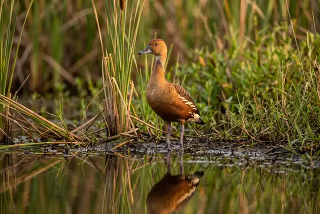 Fulvous whistling duck