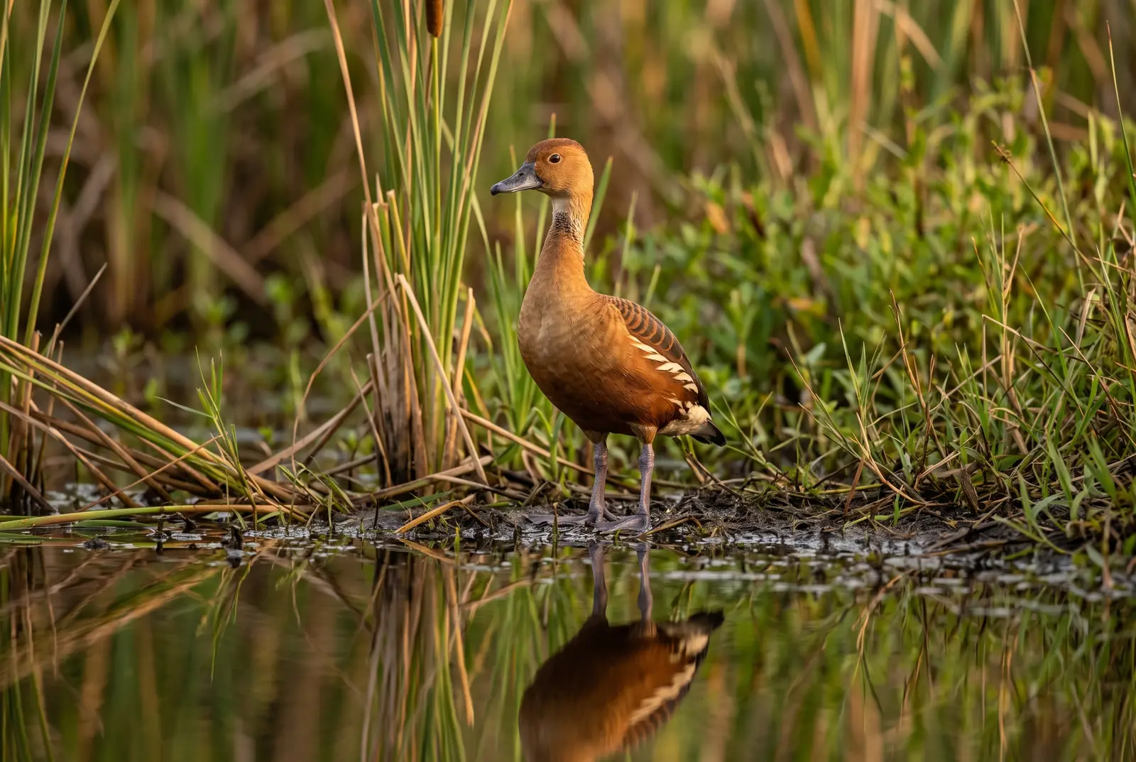 Fulvous whistling duck at ZOO Sedlec