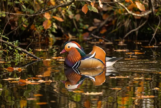 Mandarin duck