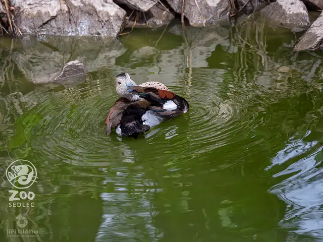 Wood duck — photo 2