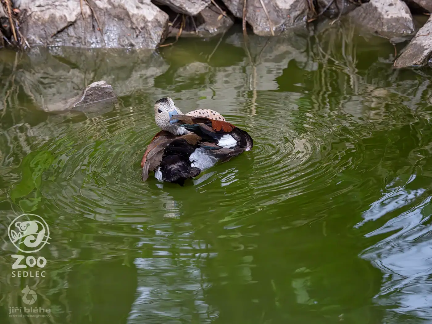 Wood duck close up