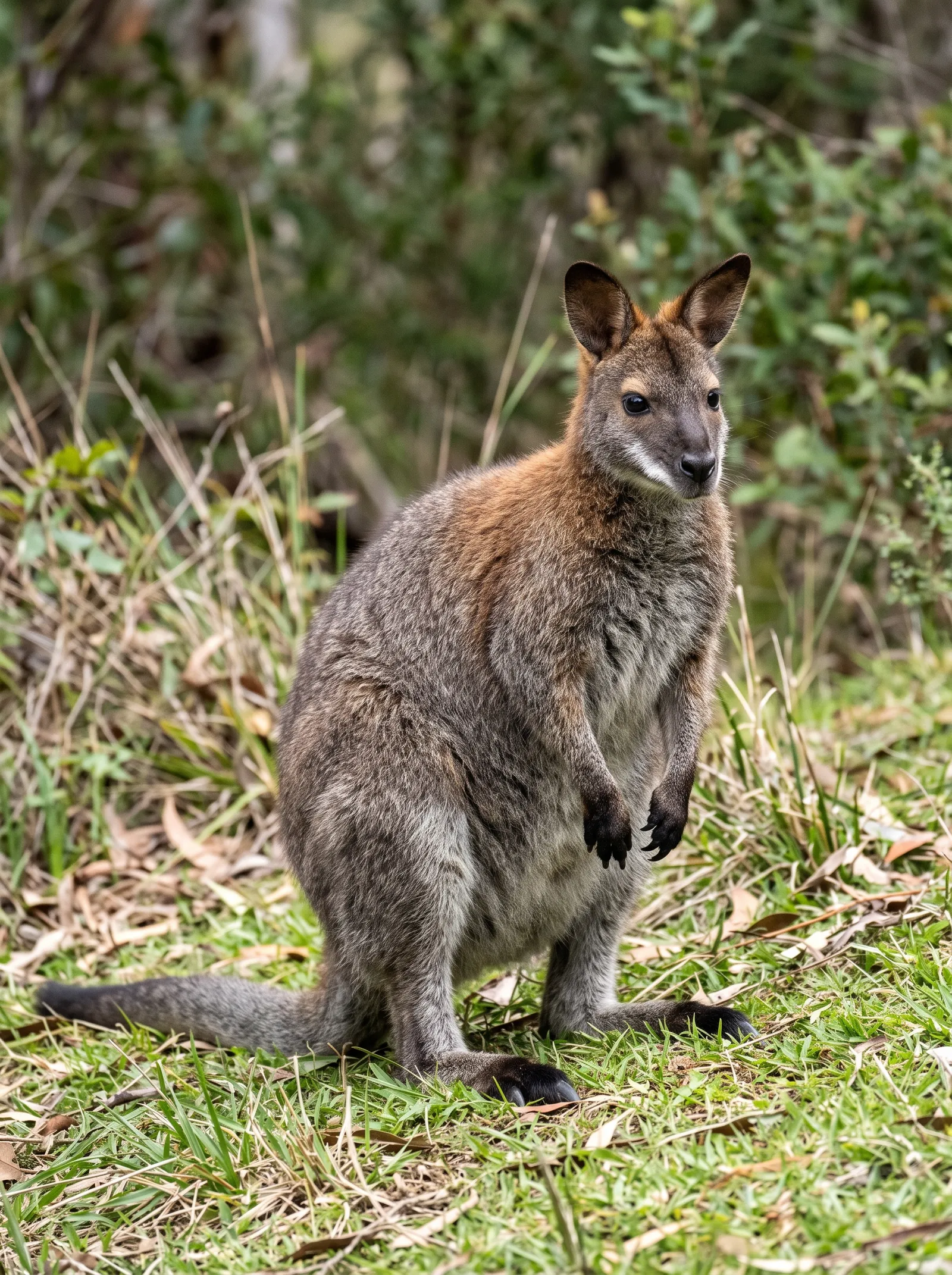 Bennettkänguru aus der Nähe