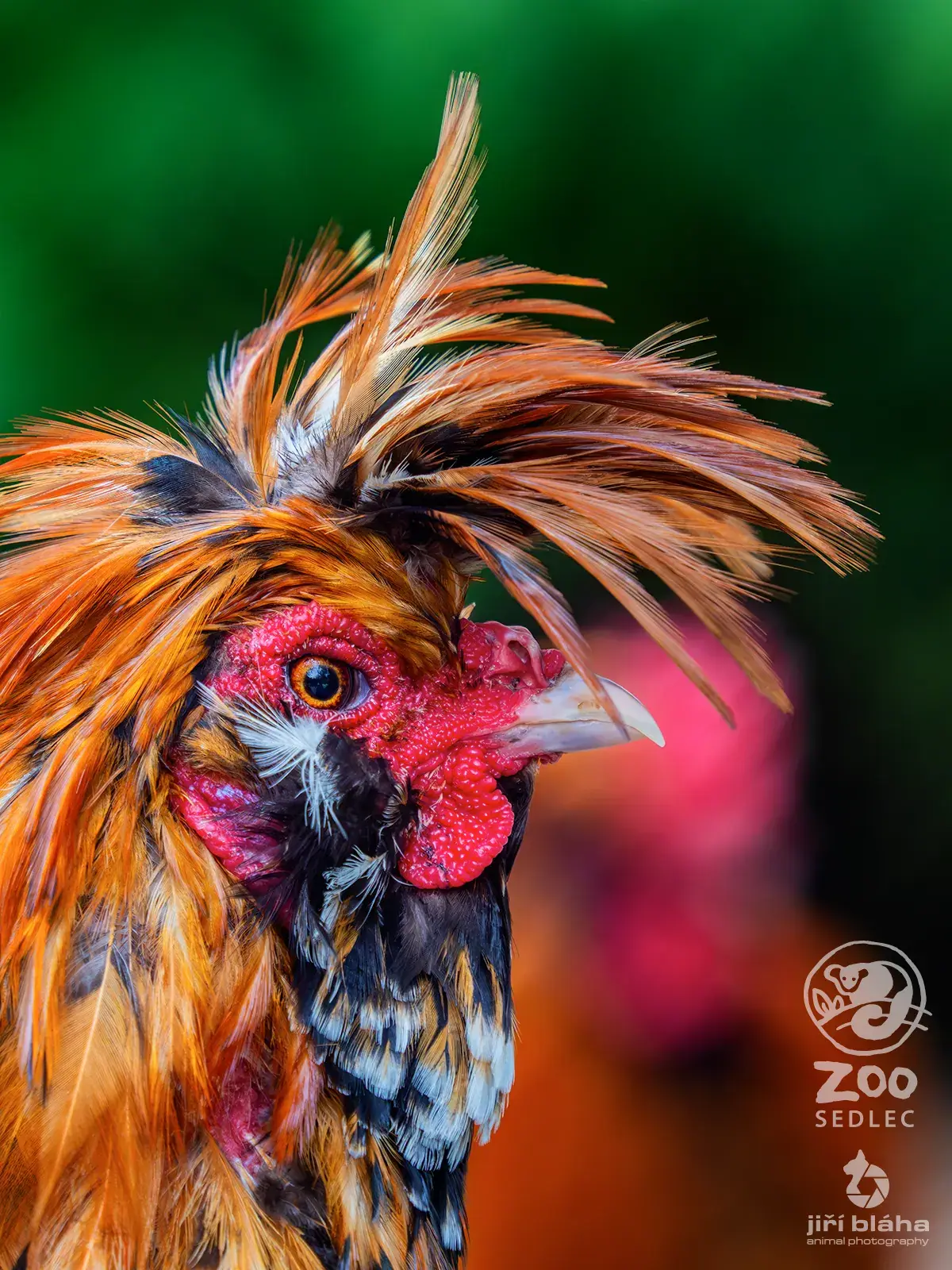 Kohout v ZOO Sedlec