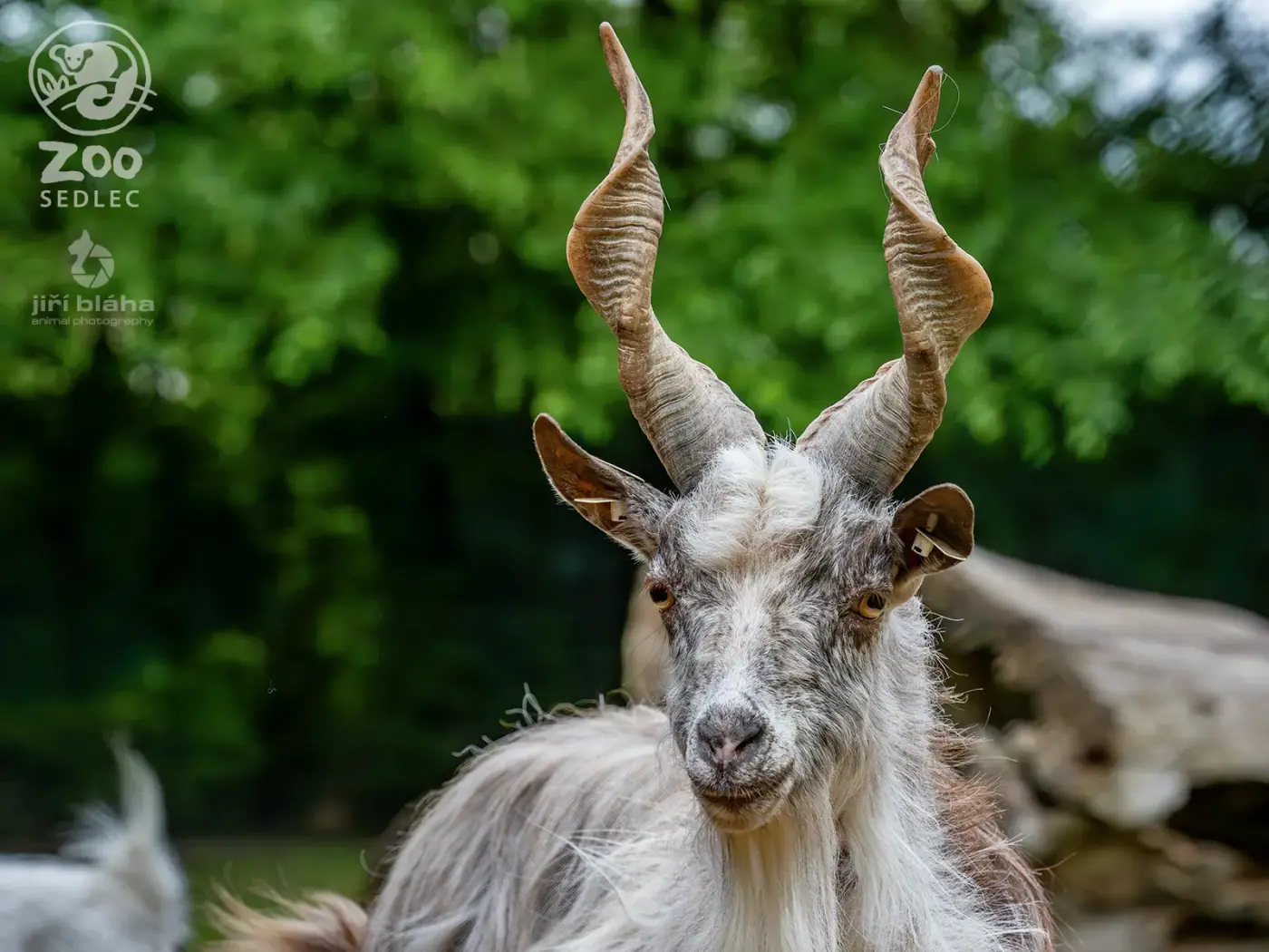 Girgentana goat in the farm animals exhibit