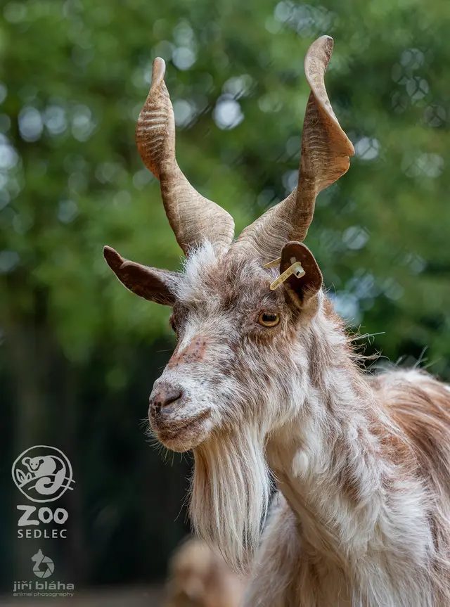 Girgentana Goat — photo 2