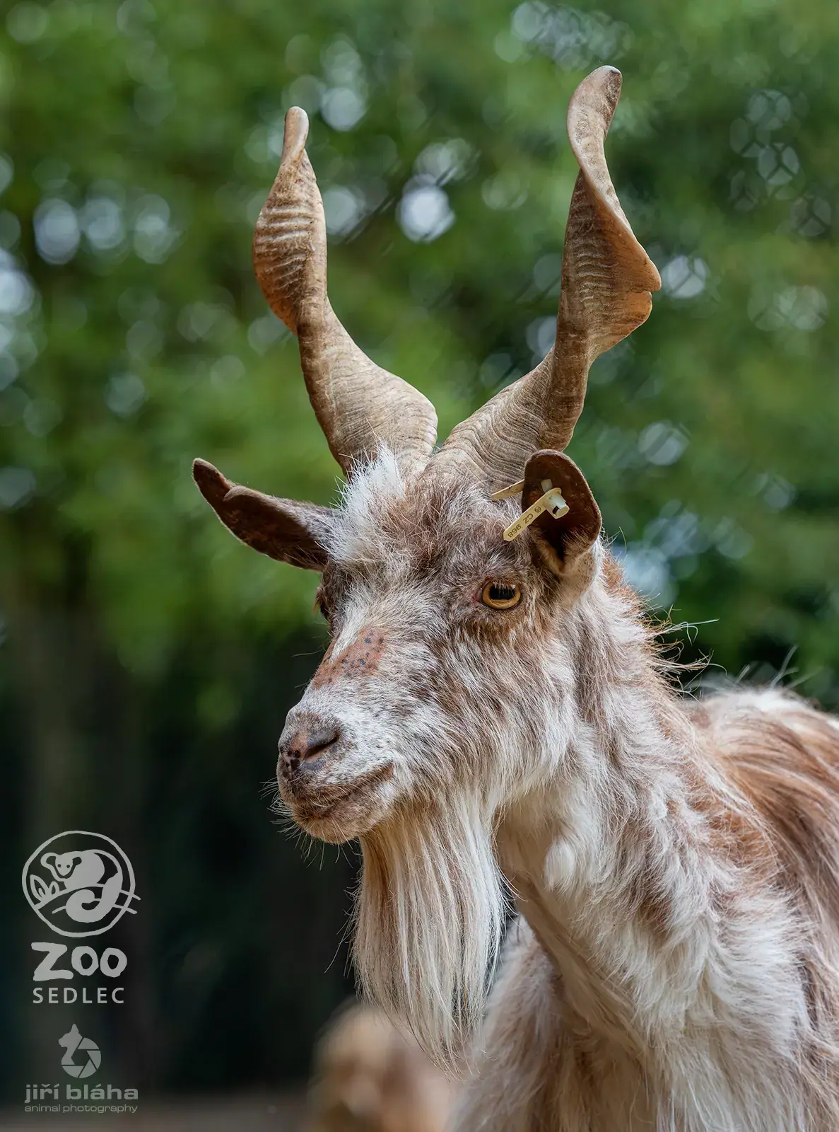 Girgentana goat kid at ZOO Sedlec