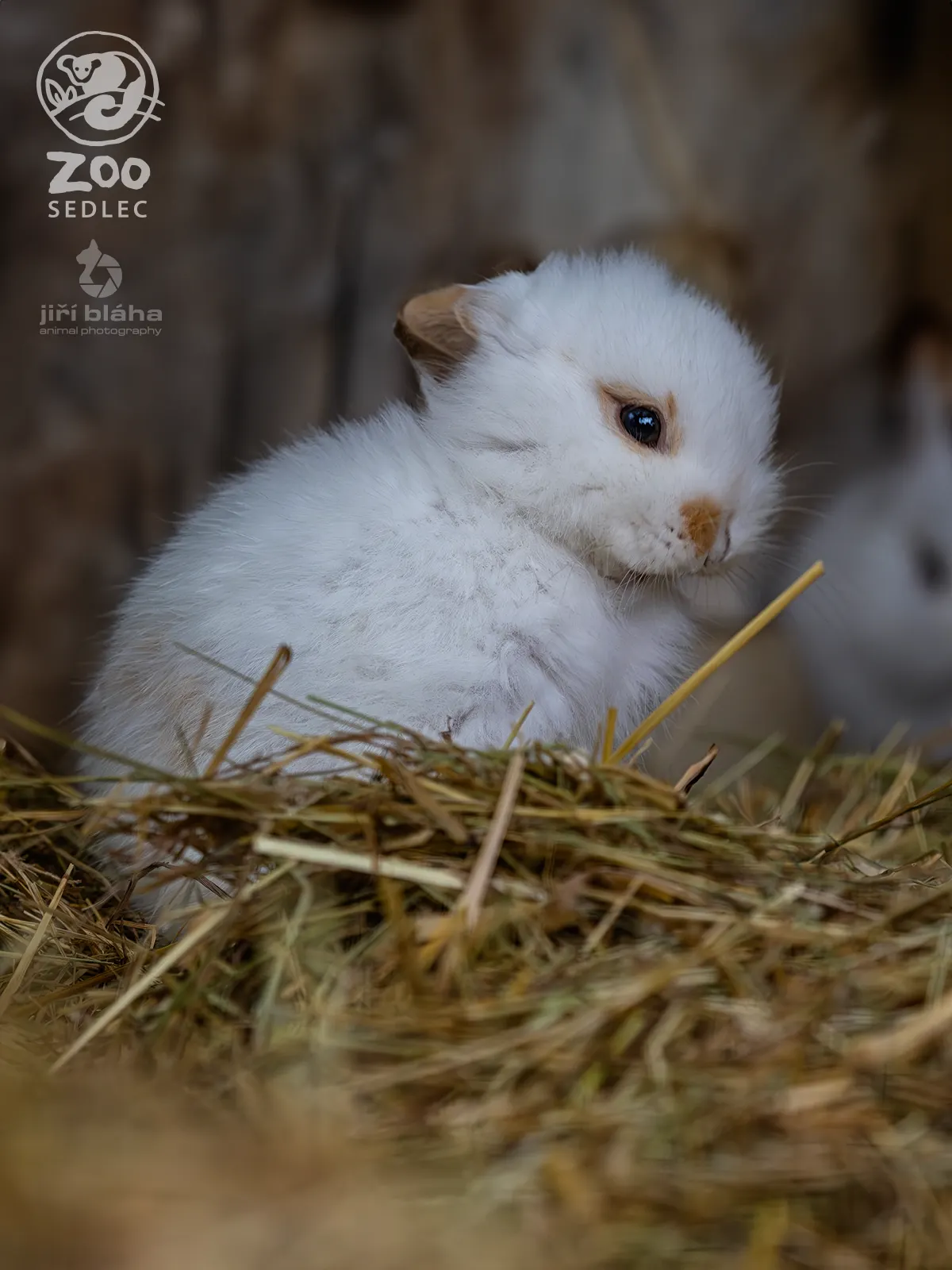 Králík beránek v ZOO Sedlec