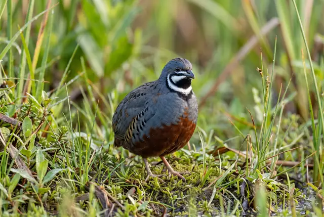 Smallest of all gallinaceous birds