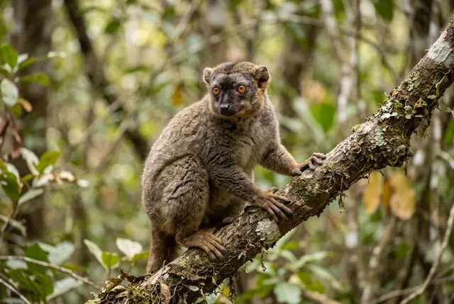 Common brown lemur