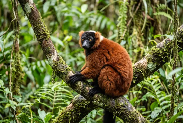 Red ruffed lemur