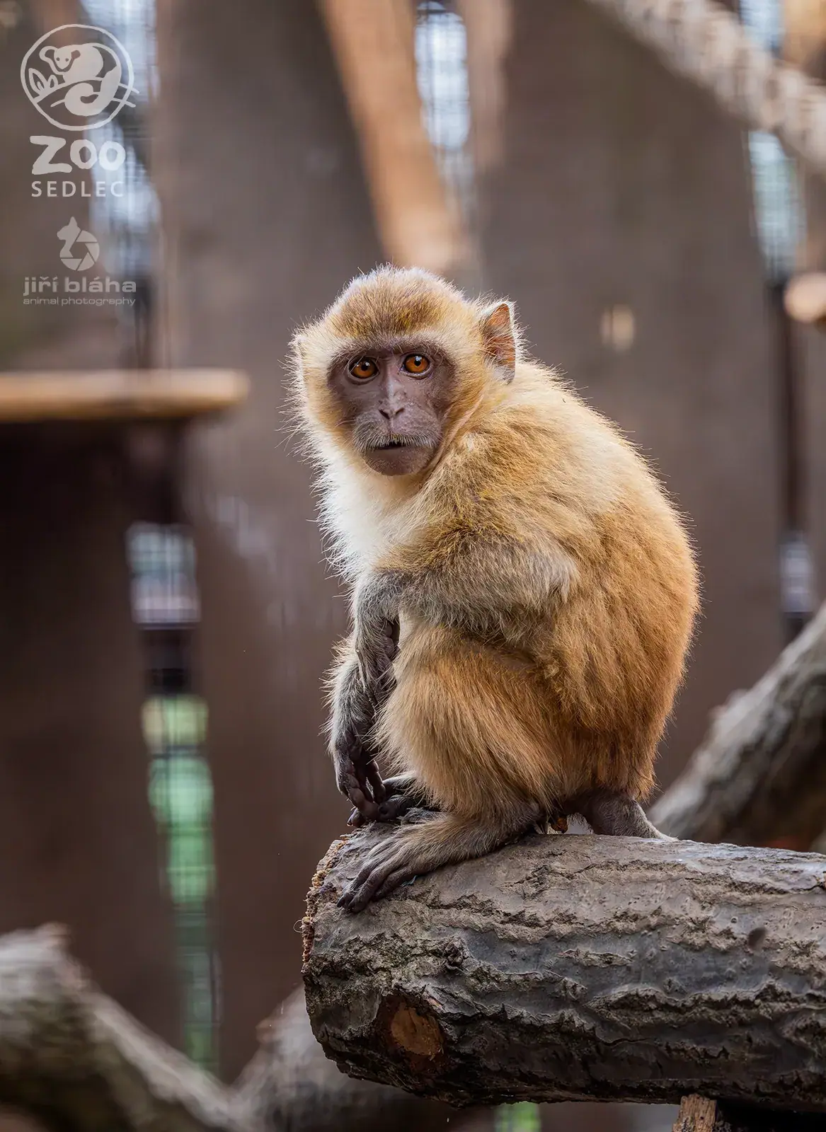 The monkey pavilion is growing