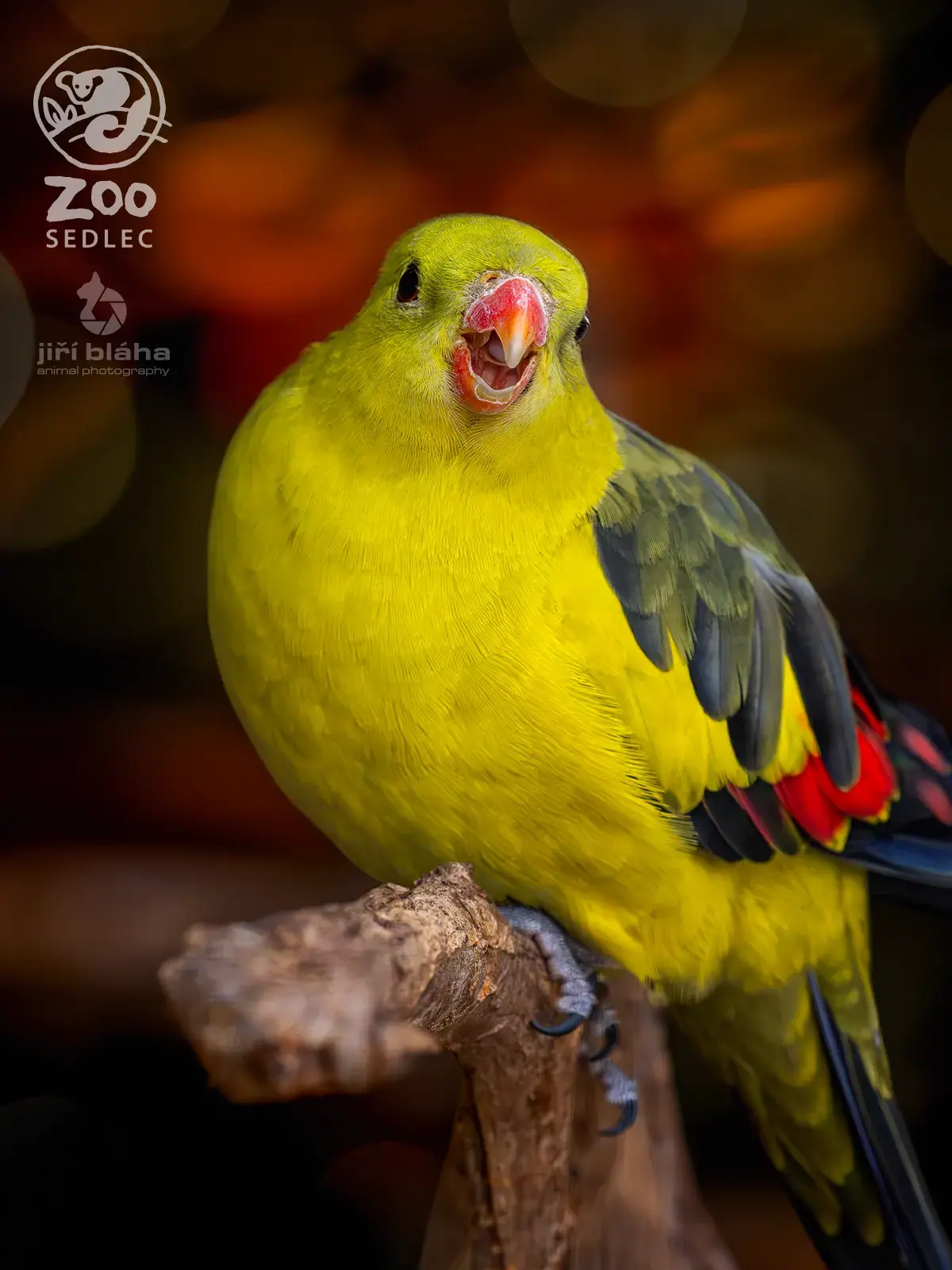 Papoušek horský v ZOO Sedlec