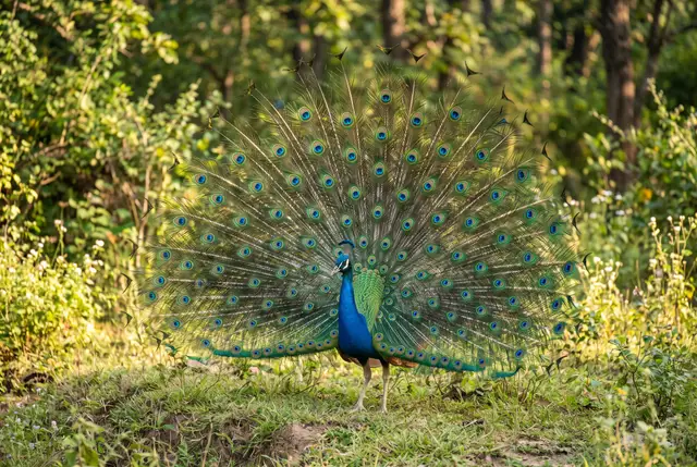 Indian peafowl