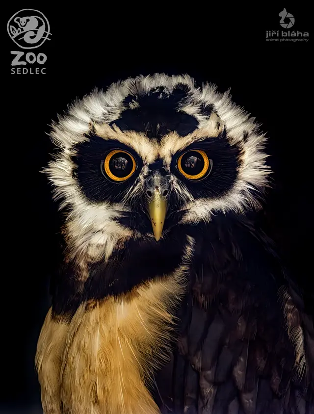 Spectacled owl