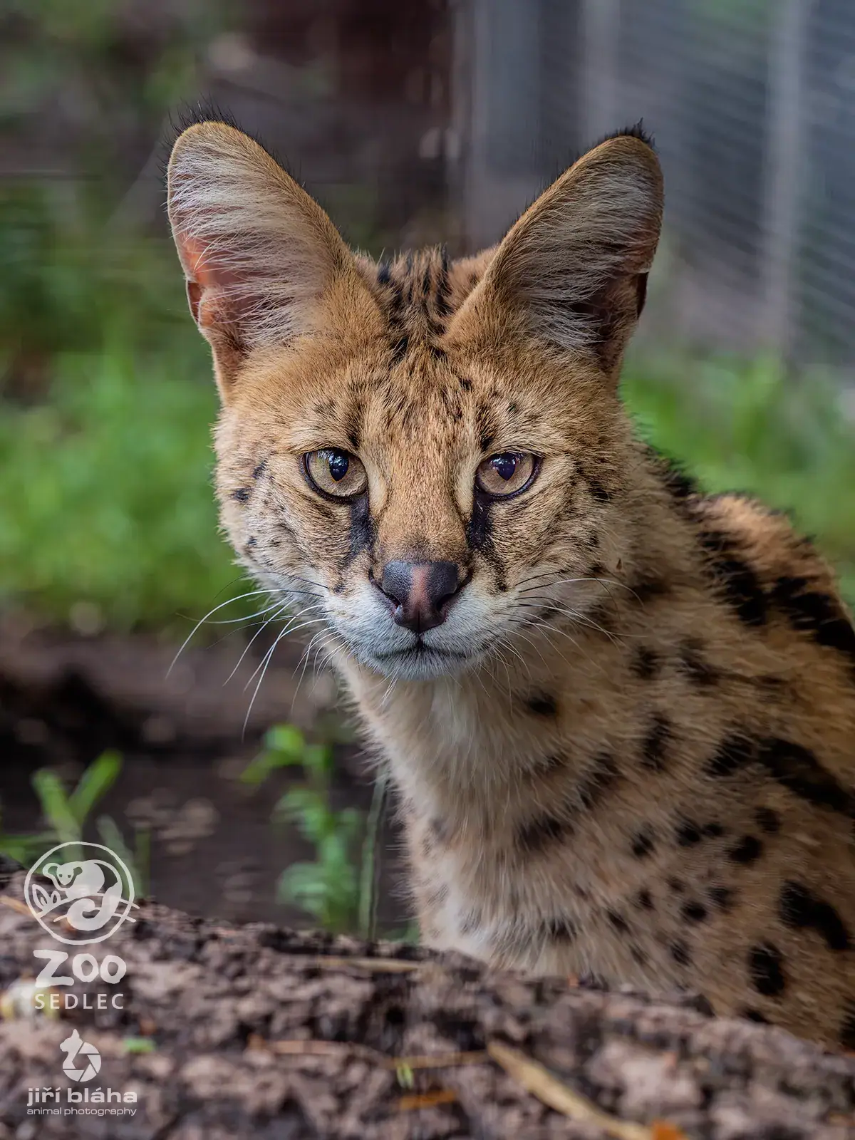 Serval stepní zblízka