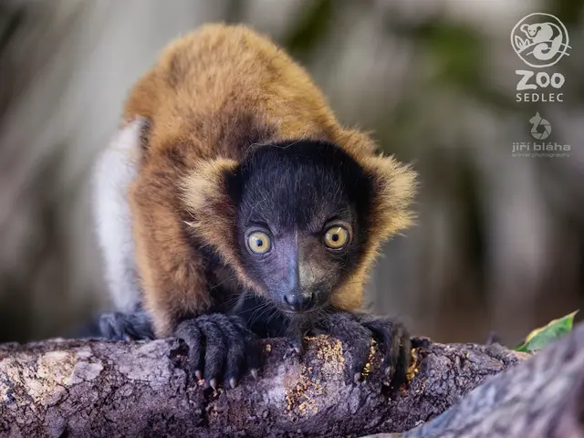 Lemur vari (Varecia variegata) — ZOO Sedlec