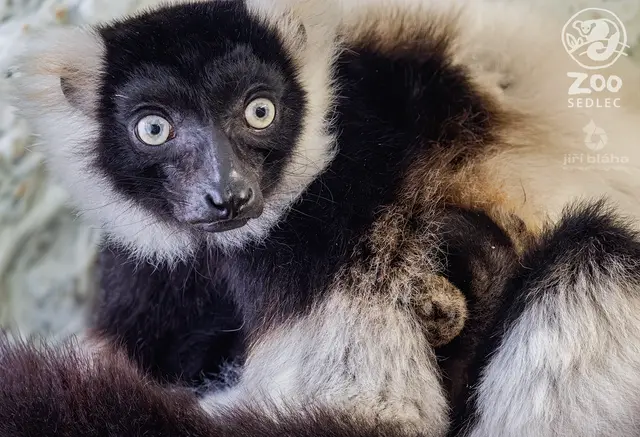 Lemur vari (Varecia variegata) — ZOO Sedlec
