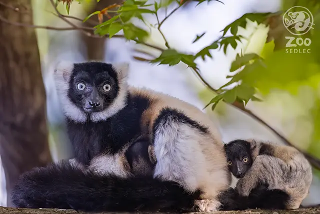 Lemur vari (Varecia variegata) — ZOO Sedlec