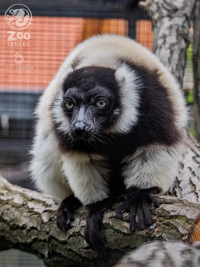 Lemur vari (Varecia variegata) — ZOO Sedlec