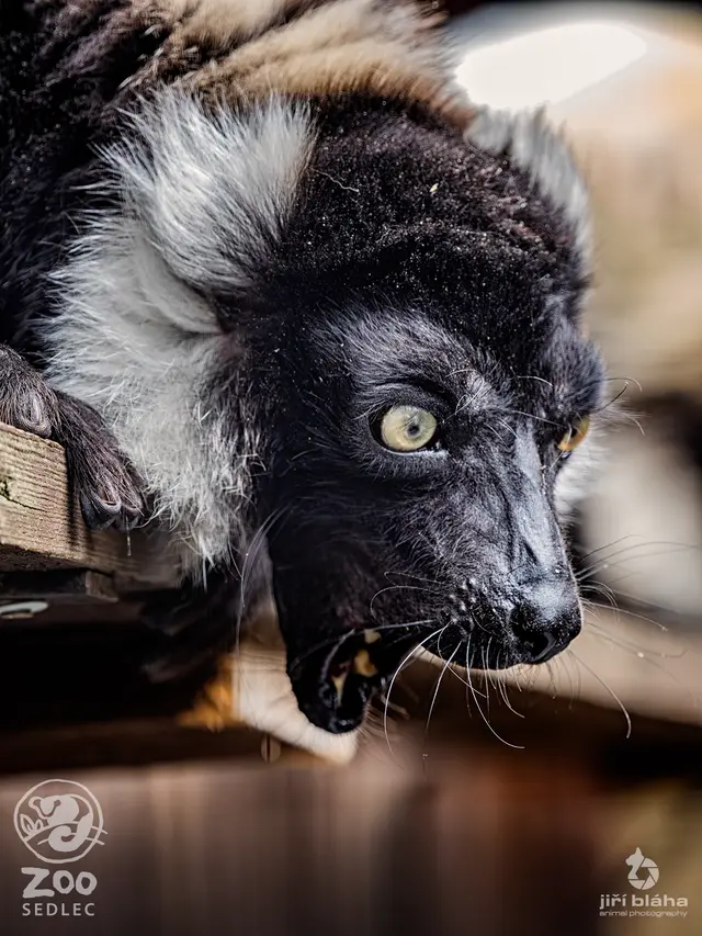 Lemur vari — fotografie 2