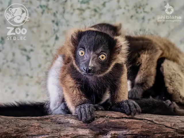 Lemur vari — fotografie 3