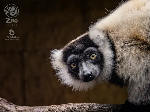 Lemur vari — fotografie 4