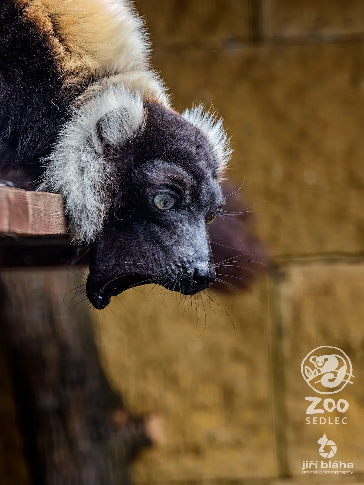 Vari černobílý v ZOO Sedlec
