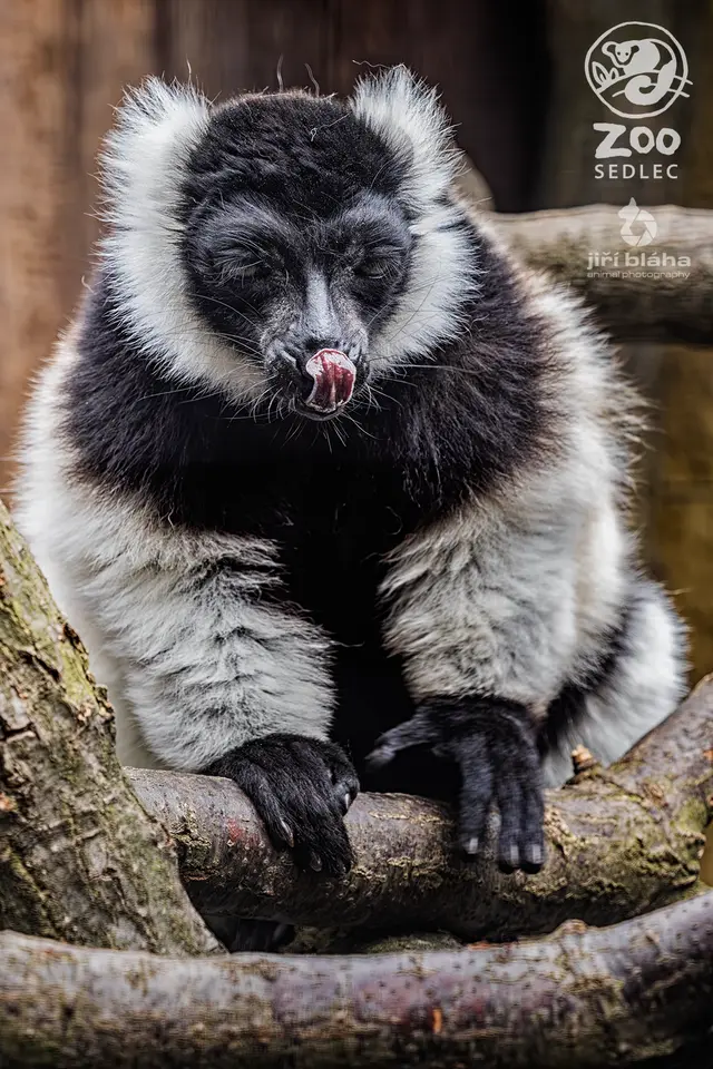 Lemur vari (Varecia variegata) — ZOO Sedlec