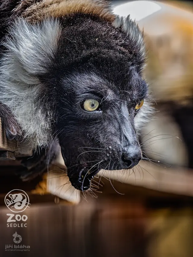 Lemur vari (Varecia variegata) — ZOO Sedlec