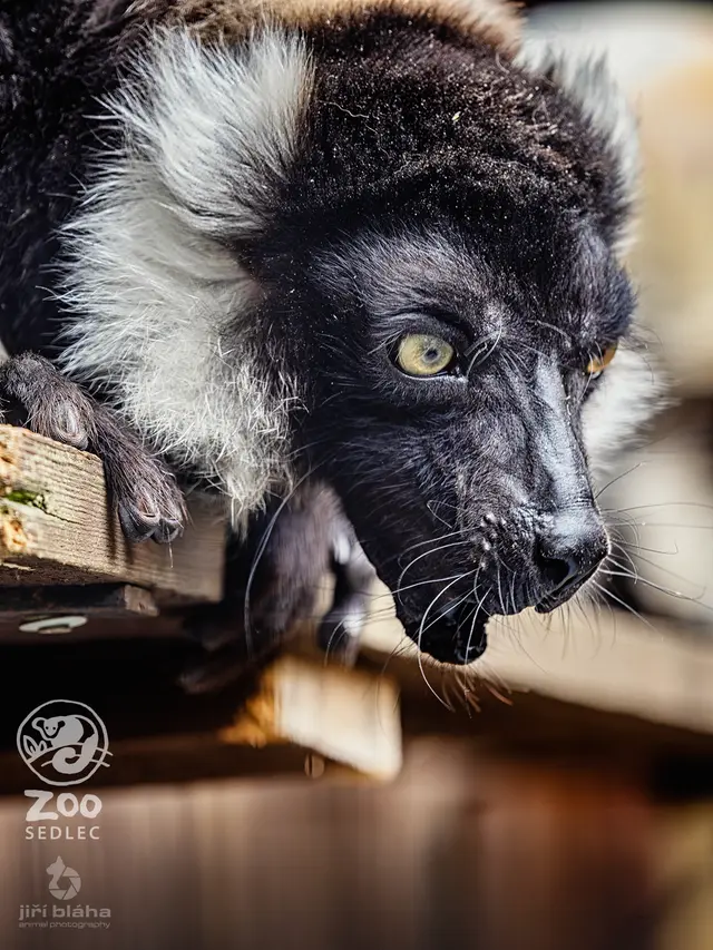 Lemur vari (Varecia variegata) — ZOO Sedlec