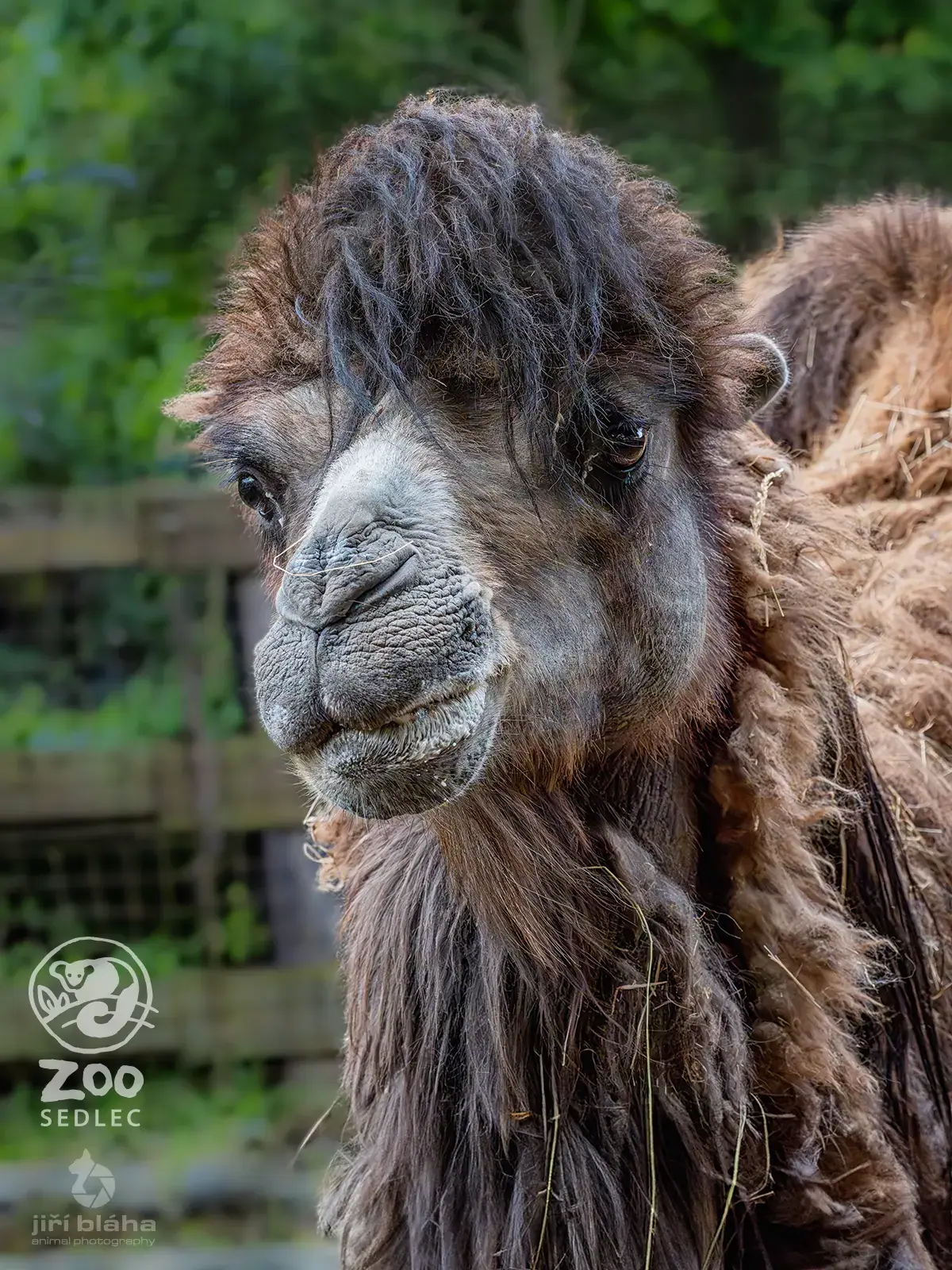 Bactrian camel in its enclosure at ZOO Sedlec