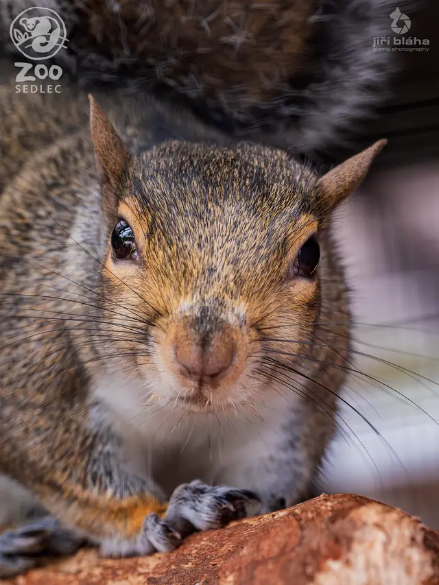 Eastern Grey Squirrel