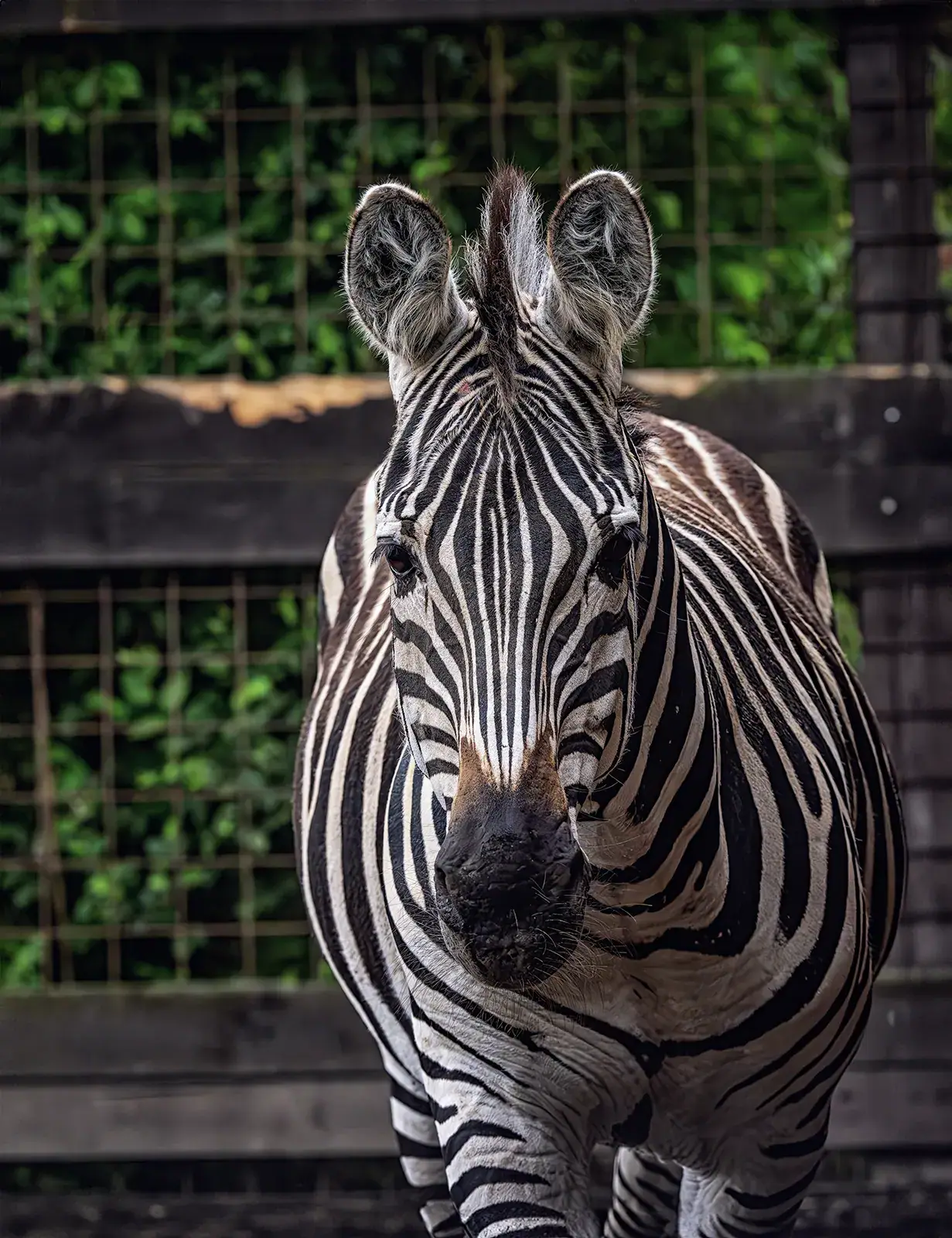 Zebra ve výběhu v areálu B