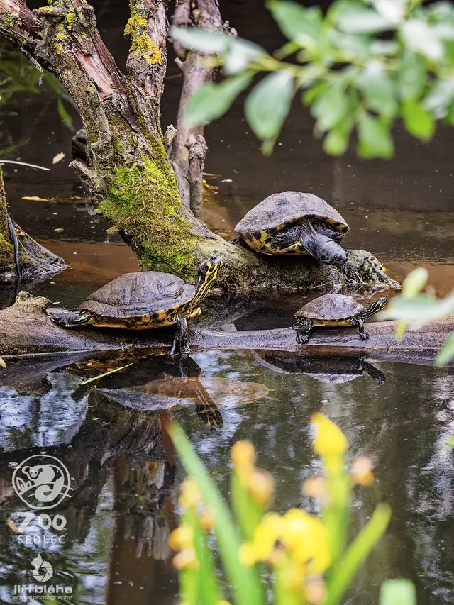 Turtles
